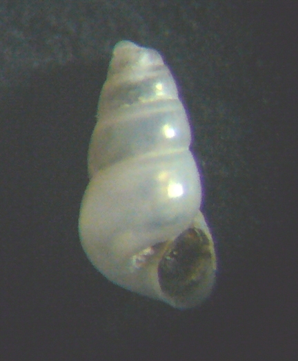 Liostomia